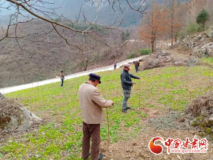 【甘肅全民戰(zhàn)“疫”】戰(zhàn)“疫”中，隴南稻坪的春天