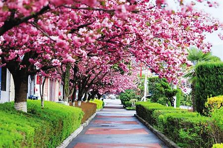 【印象隴原】去兩當(dāng)，與櫻花赴約