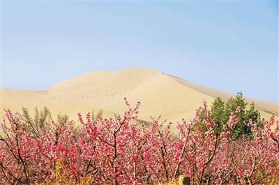 鳴沙山下桃花開(kāi) 鄉(xiāng)村振興畫(huà)卷美
