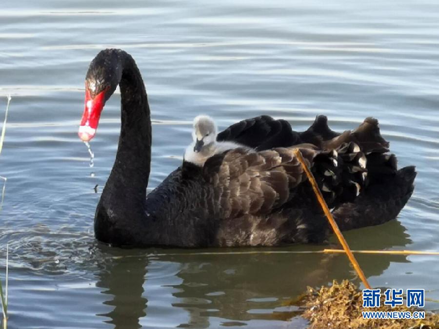 萌化了！黑天鵝寶寶出窩“游湖”