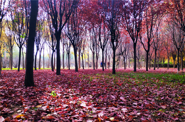 【“醉”美深秋 】深秋，請(qǐng)到蘭州這片紅葉林里走走