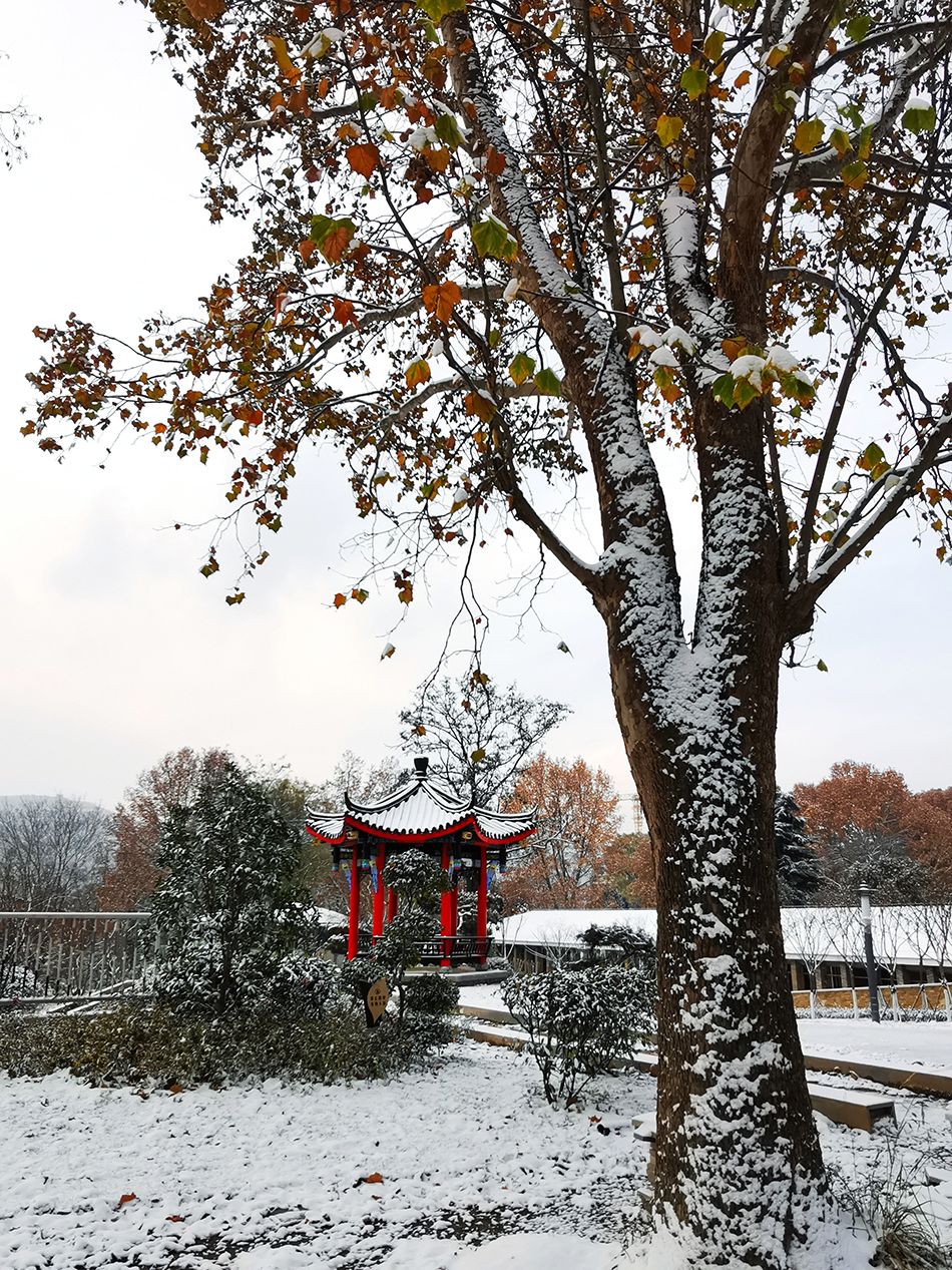 高清大圖|天水弘文園初雪，你喜歡嗎？
