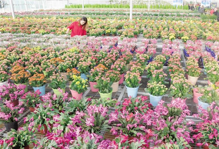 臨夏縣20多萬株水仙花、杜鵑、蝴蝶蘭等60多種花卉競相綻放