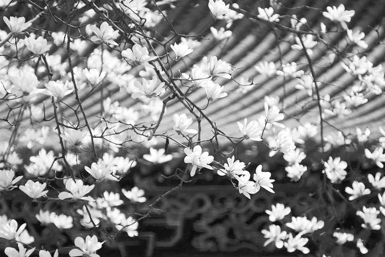天水雙玉蘭堂，吟杜甫詩(shī) 煎泉水茶 賞白石書(shū)法