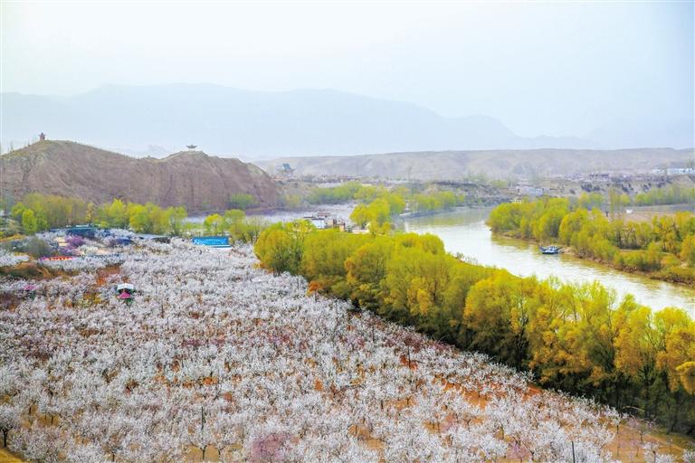 甘肅旅游丨唐汪杏花開 楚楚等君來 在這里賞花看丹霞，美哉！