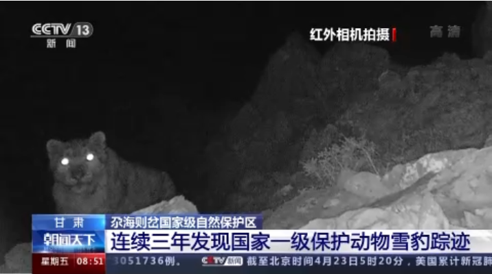 “大貓”出沒！甘肅尕海則岔保護區(qū)連續(xù)三年發(fā)現(xiàn)雪豹蹤跡