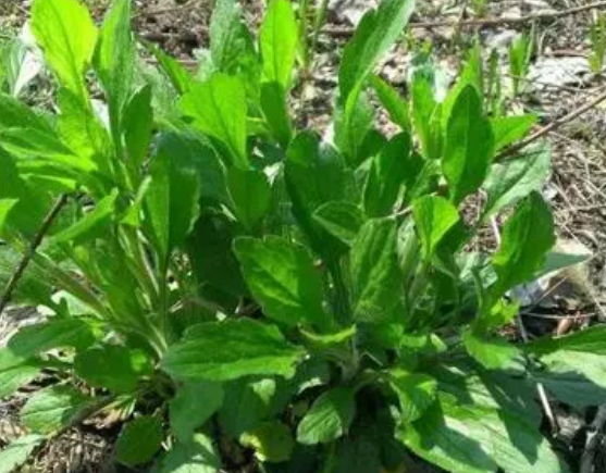 注意！路邊的野菜可不能亂采