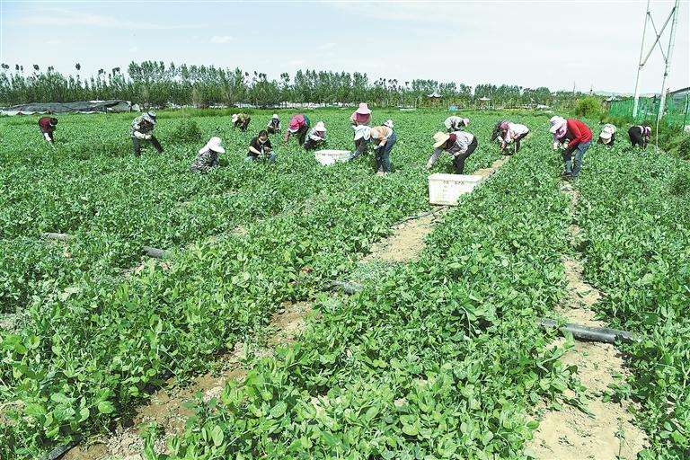 臨夏縣百益現(xiàn)代農(nóng)業(yè)公司種植的500多畝豌豆苗、甜豆等進入豐產(chǎn)期