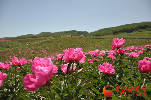 武威2000畝芍藥花海美翻萬(wàn)千游客（圖）