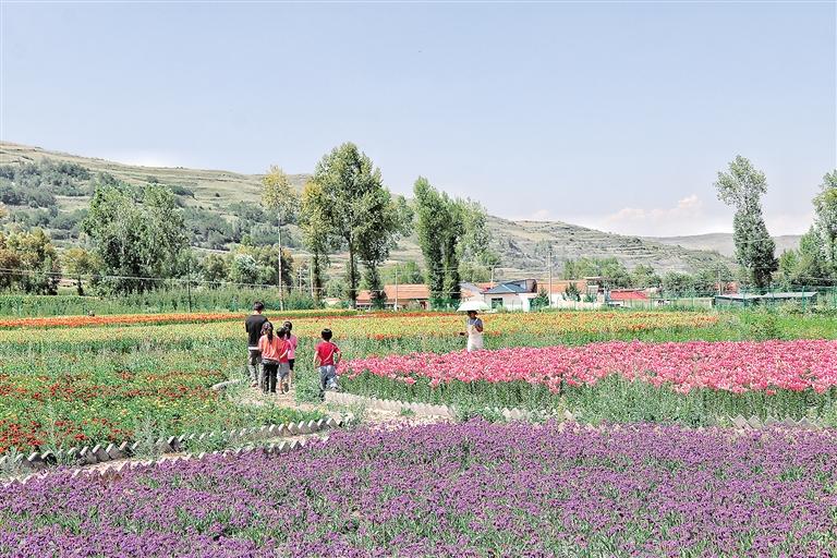 臨夏州康樂縣在草長(zhǎng)溝景區(qū)打造了占地30多畝的花海