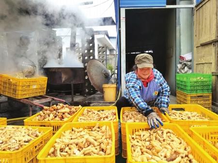 村民在康縣陽壩鎮(zhèn)陽壩村天麻種植大戶胡國強(qiáng)家加工天麻。