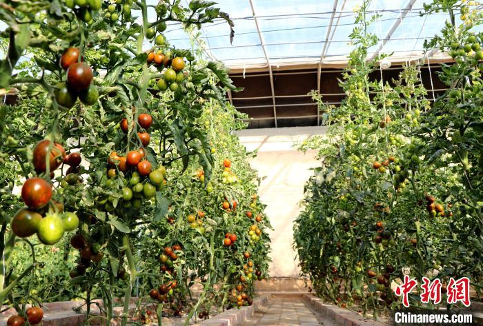 12月14日，甘肅省武威市民勤縣紅旗谷現(xiàn)代農(nóng)業(yè)產(chǎn)業(yè)園，溫棚內(nèi)“水果西紅柿”長勢良好?！●R愛彬 攝