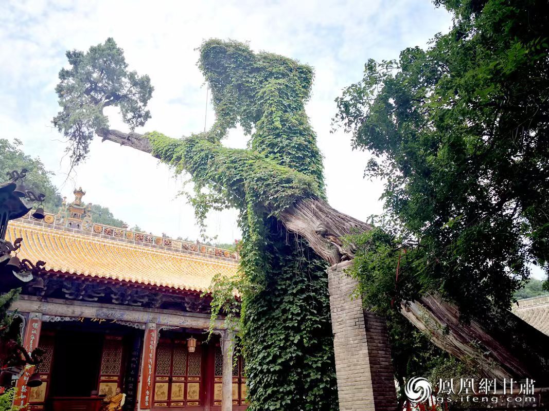 “山頭南郭寺，水號北流泉。老樹空庭得，清渠一邑傳?！倍鸥υ娭械摹袄蠘洹保傅木褪沁@株春秋古柏，為南郭寺的“鎮(zhèn)寺之寶”。胡江 攝