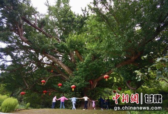 隴南徽縣境內(nèi)最古老的銀杏樹。當(dāng)?shù)貍髡f，它已有千年樹齡。（資料圖）殷春永 攝