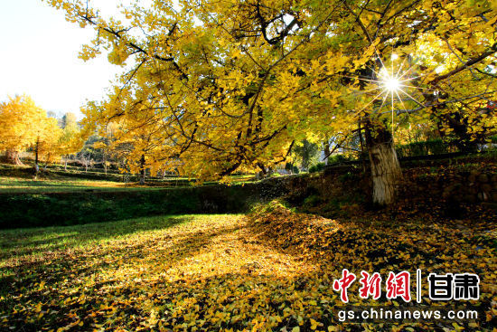 隴南徽縣銀杏樹最美的時(shí)候，當(dāng)屬每年的10月至11月。圖為樹葉已染黃的銀杏樹。張承榮 攝