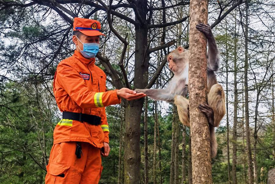 【甘快看】嗨！你好！甘肅隴南森林消防員巡護(hù)途中偶遇野生獼猴群