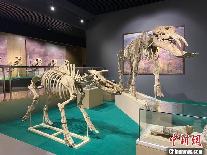 圖為5月底，和政縣古動(dòng)物化石博物館內(nèi)修復(fù)后的古生物化石。　高展 攝