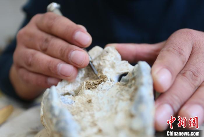 2022年6月，在和政古動物化石博物館內，古生物化石修復師對化石進行修復。(資料圖) 高展 攝