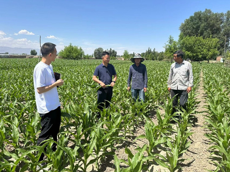 臨澤縣蓼泉鎮(zhèn)紀(jì)委工作人員深入田間地頭，現(xiàn)場(chǎng)了解玉米制種長(zhǎng)勢(shì)和產(chǎn)業(yè)發(fā)展情況。.jpg