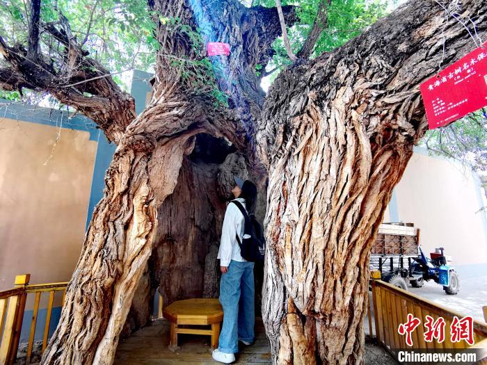 青海海東市阿河灘地質文化村：古樹新枝、丹山碧水