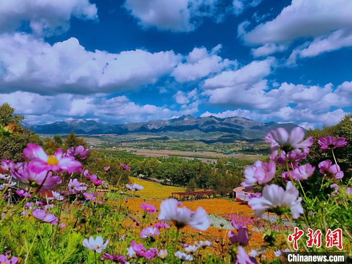 圖為盛夏時節(jié)的油嘴灣“花海”?！∈茉L者供圖