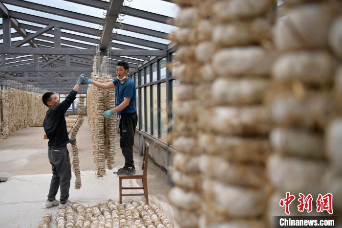 圖為5月10日，工作人員將用青稞面和青稞草等制成的曲坯用繩子串起來晾曬。九美旦增　攝