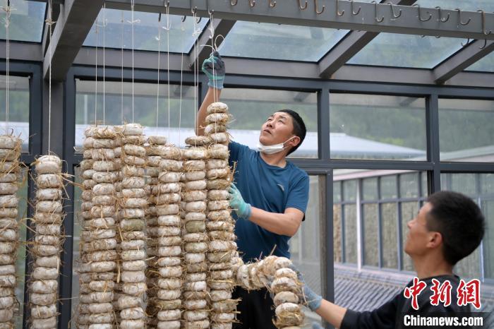 圖為5月10日，工作人員將用青稞面和青稞草等制成的曲坯用繩子串起來晾曬。九美旦增　攝