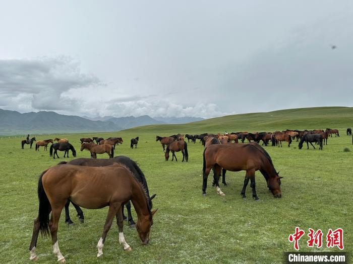 7月中旬，在山丹馬場草原上吃草的“山丹馬”?！〈魑牟?攝